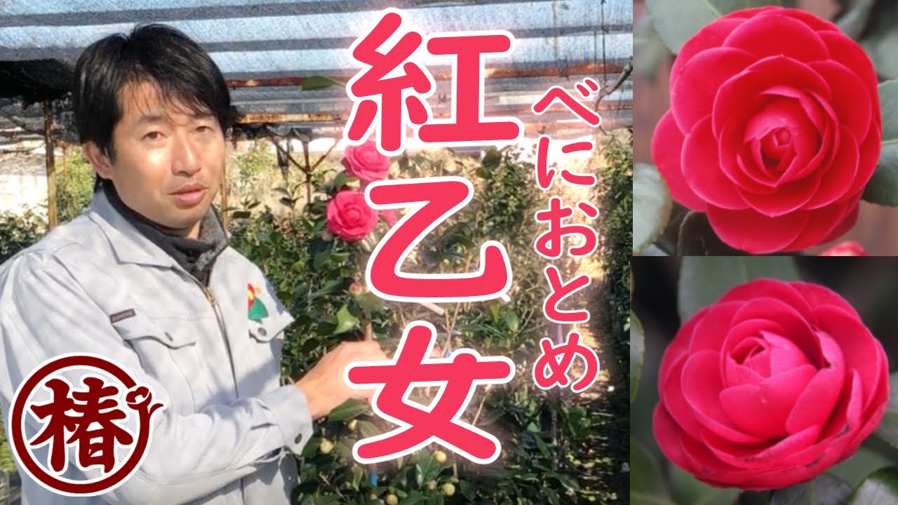 椿園オンラインショップ / 紅乙女・べにおとめ・こうおとめ｜5号（15cm