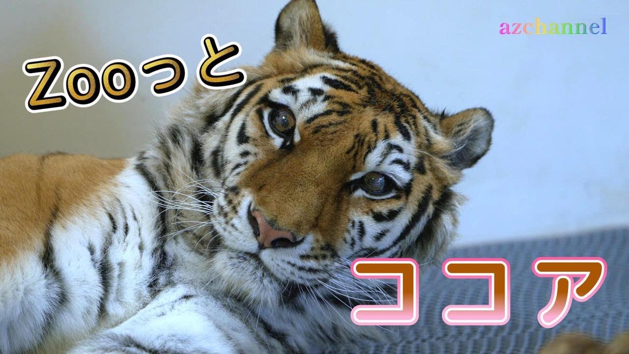釧路市動物園アムールトラ】もっと！ずーっとココア💖Cute Cocoa gets