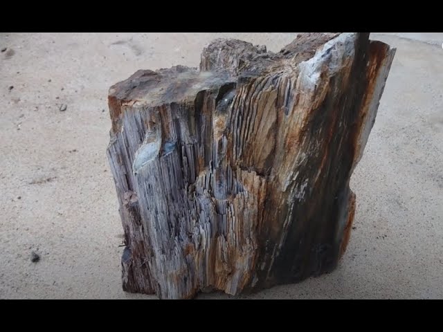 珪化木（けいかぼく） 岐阜県・土岐市産】 私の周りでは、木石（きいし