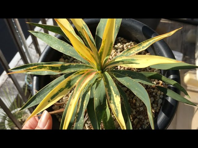 散り斑 ユッカグロリオサ 1年間でどの位 成長したか？ - YouTube