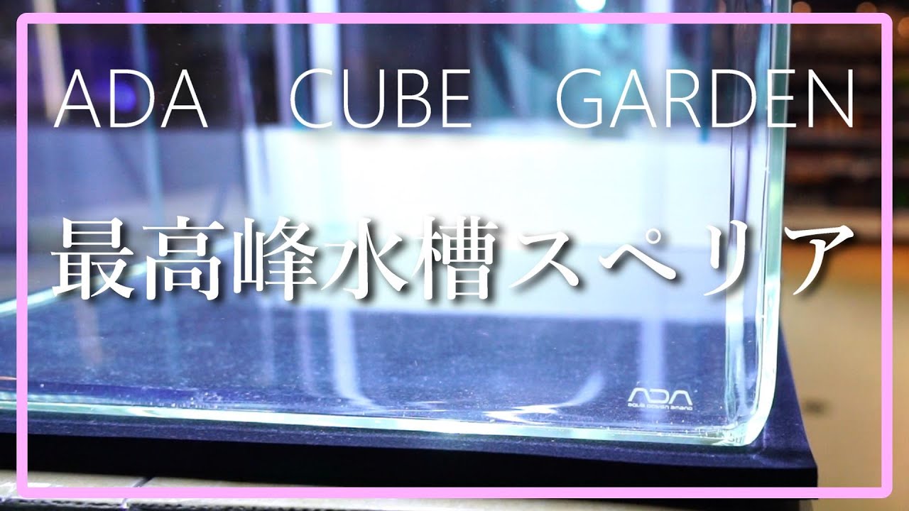 ADA水槽レビュー】スペリアとキューブガーデン比較 #のんびりあくあり