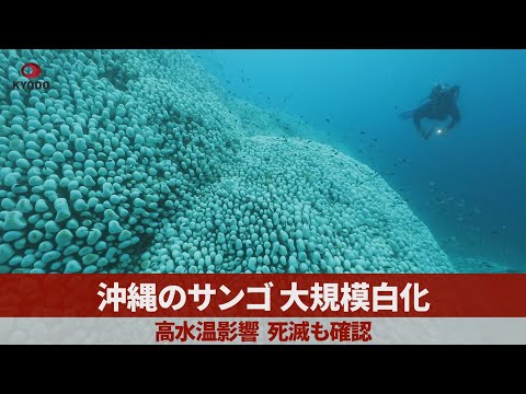 沖縄のサンゴ大規模白化 高水温影響、死滅も確認 - YouTube
