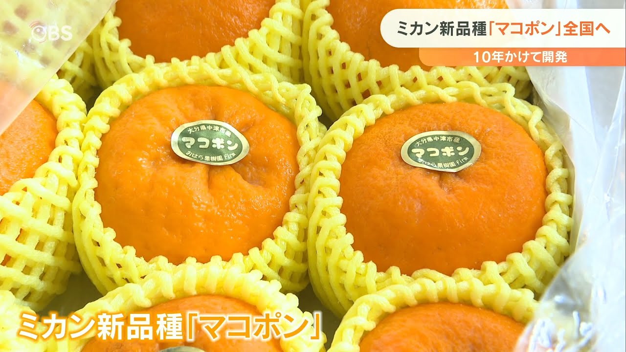 みかん箱3箱分パンパンに詰めます 正月飾り 松の葉 40cm以上希望承り