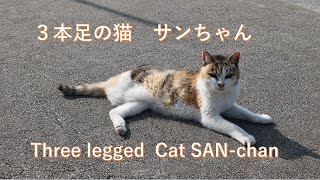 3本足の猫 サンちゃん Three legs cat San-chan 猫の島 青島 #5002