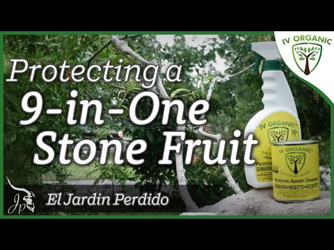 How To Care For A Multi Grafted Fruit Tree | featuring‬
