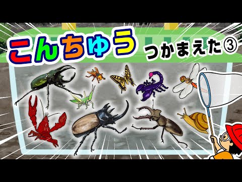 Insect Names] Insect Names! Insect Collecting 3〈Rhinoceros Beetle