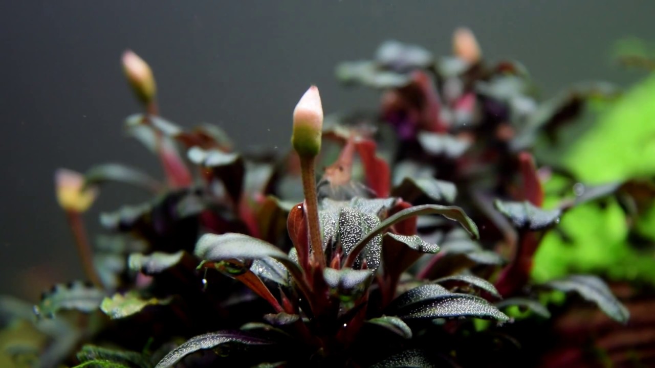 Bucephalandra sp. mini coin - YouTube