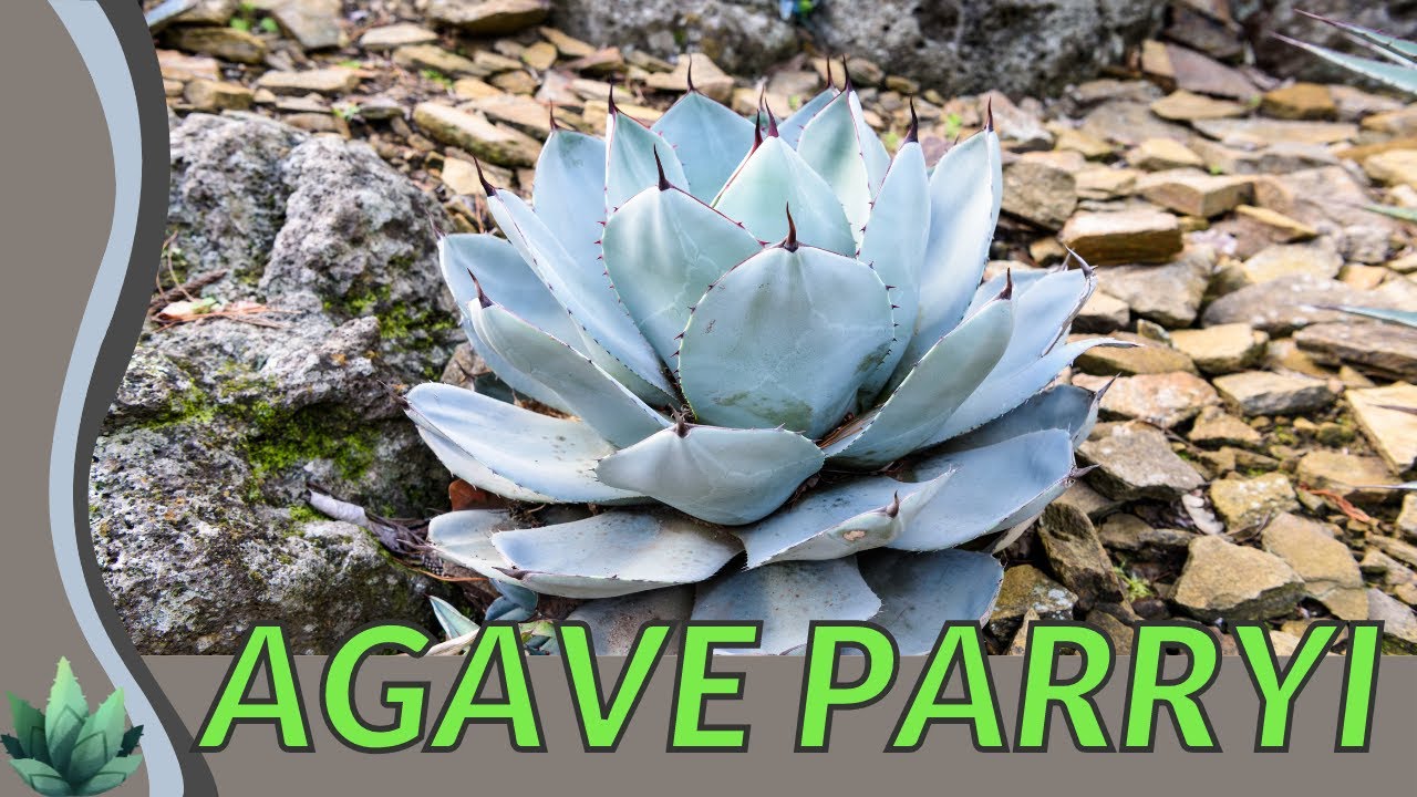 The Beginner's Guide to AGAVE PARRYI 🪴 - YouTube