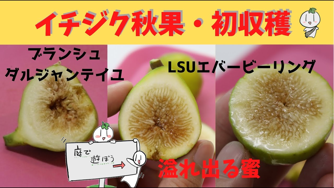 イチジク】秋果の収穫・味見の動画です。LSUエバービーリング