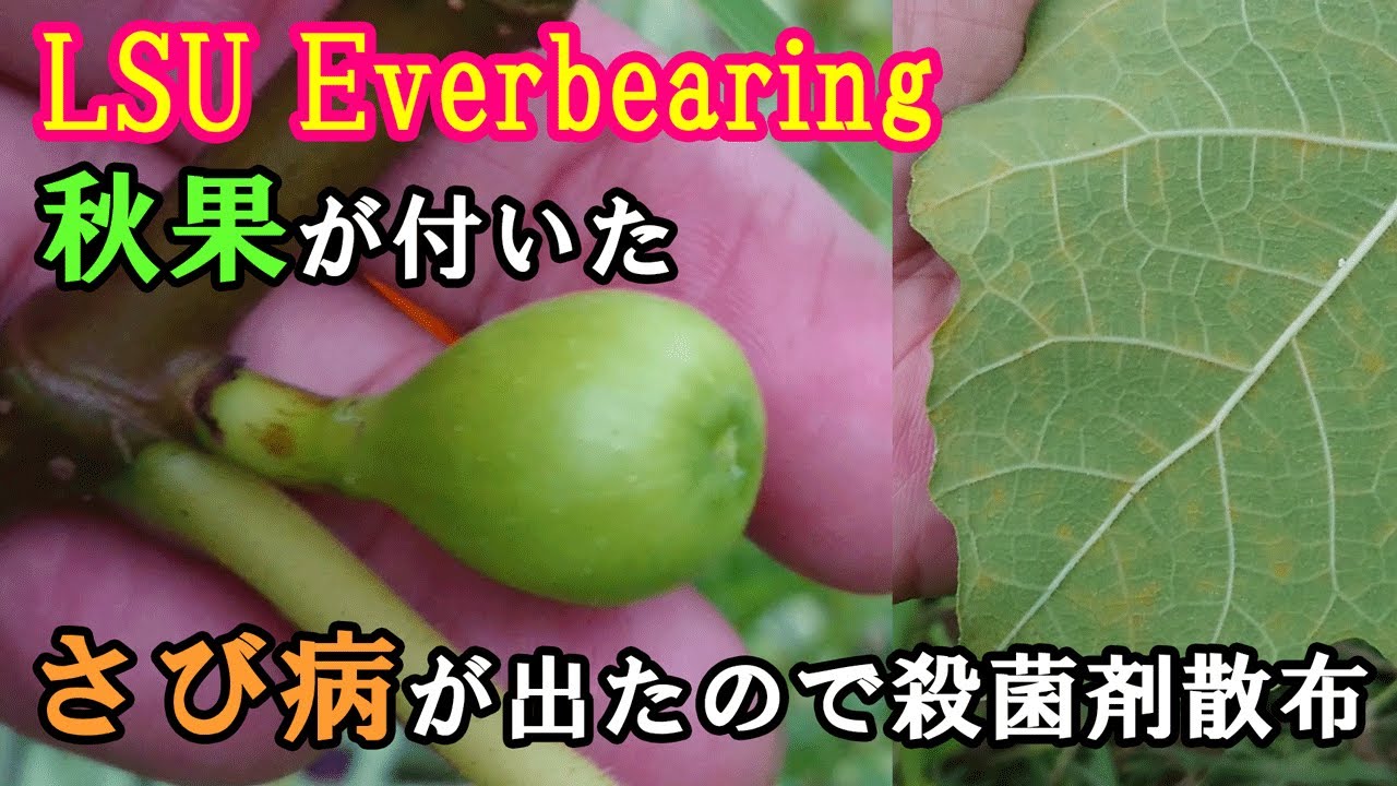 Autumn fruits are also appearing at the LSU Everbeer Ring & [Rust