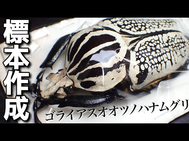 標本作成】ゴライアスオオツノハナムグリの標本を作ってみた - YouTube