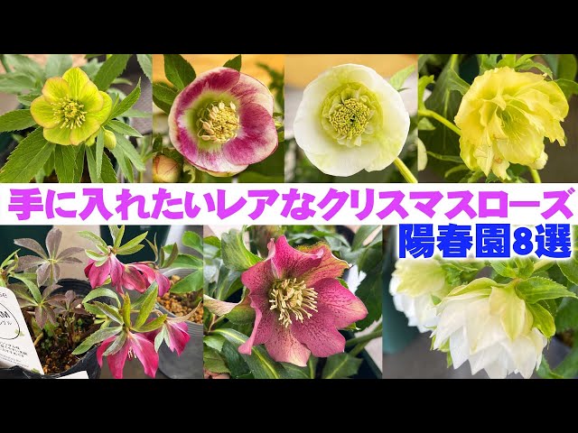 陽春園】クリスマスローズの貴重な品種は見つけたら即買いしよう【園芸