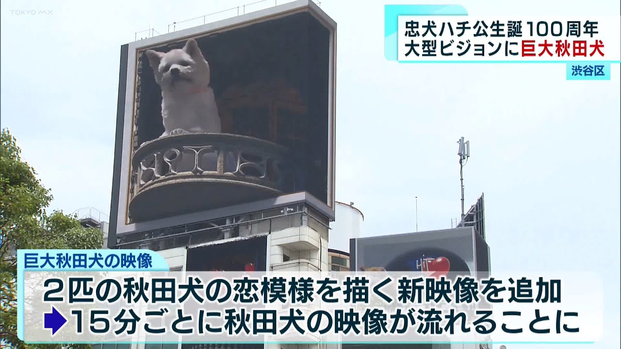 Hachiko the loyal dog's 100th anniversary: Giant Akita dog on