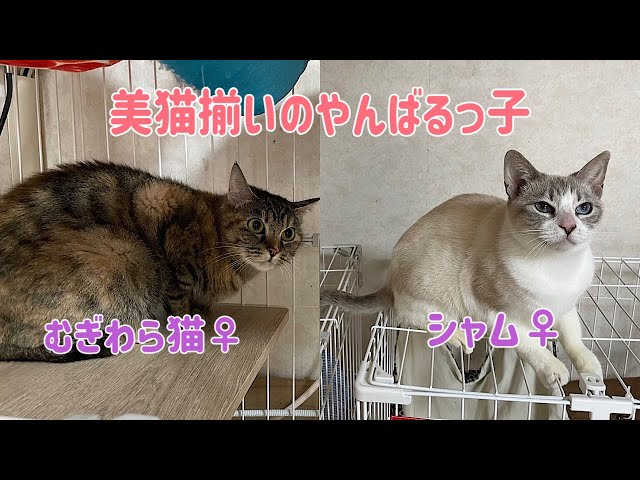 Okinawa Child No. 1] Introducing the beauty of Mugiwara cats and