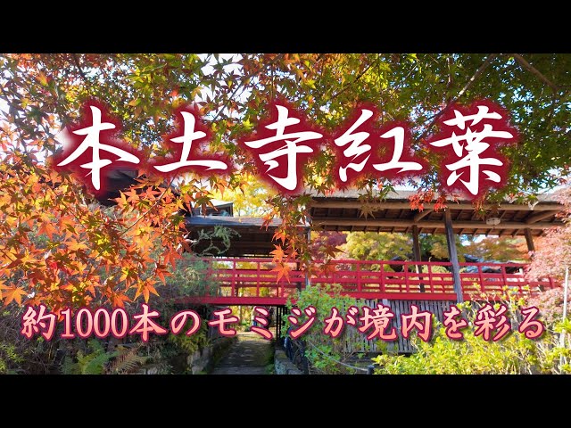 Autumn leaves at Hondoji Temple 2025 - Approximately 1,000 maple