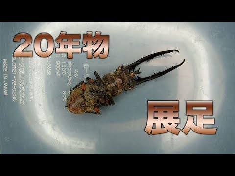 クワガタ標本 20年物の展足【クワガタムシ】Making the very old