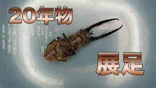 クワガタ標本 20年物の展足【クワガタムシ】Making the very old