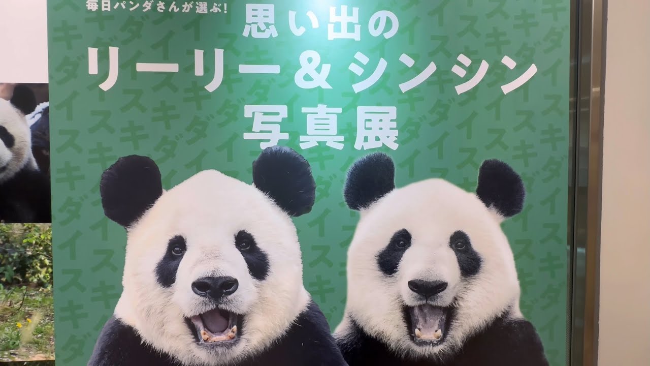 思い出のリーリー&シンシン写真展🐼🐼 9月18日 松坂屋上野 - YouTube