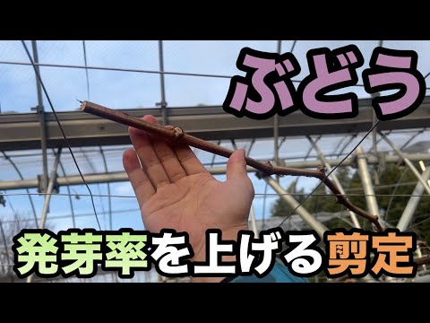 ぶどう台木剪定枝 テレキ 40本（その15） ぶどう台木剪定枝 テレキ 10