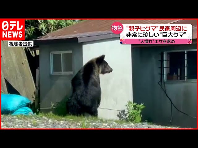 巨大】体重202kg ヒグマ親子が民家周辺に出現 - YouTube
