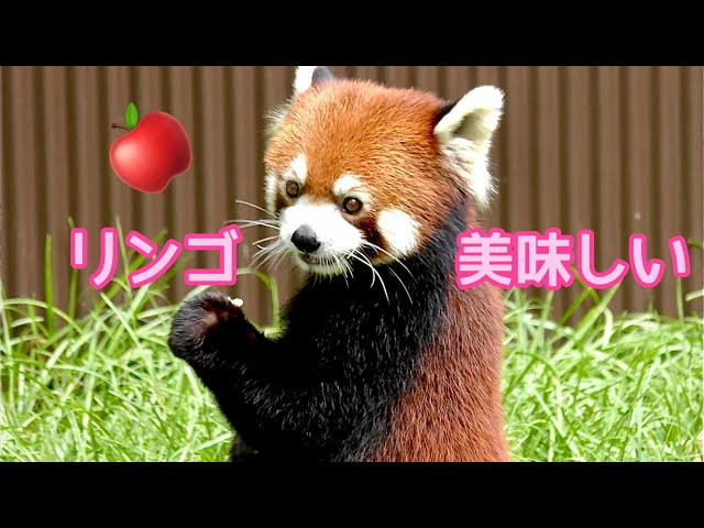 レッサーパンダ リーファちゃん リンゴを美味しくいただいています【の