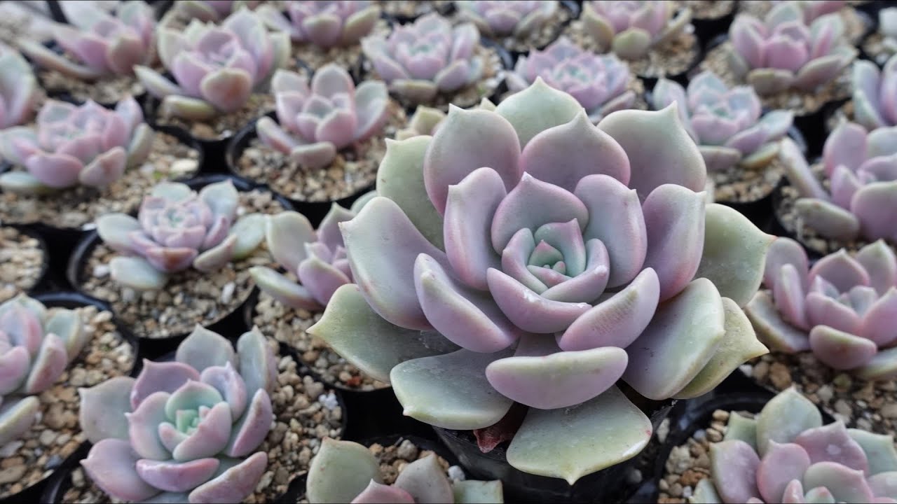 288 [Recommended succulent] Plump and old-fashioned pink. Just