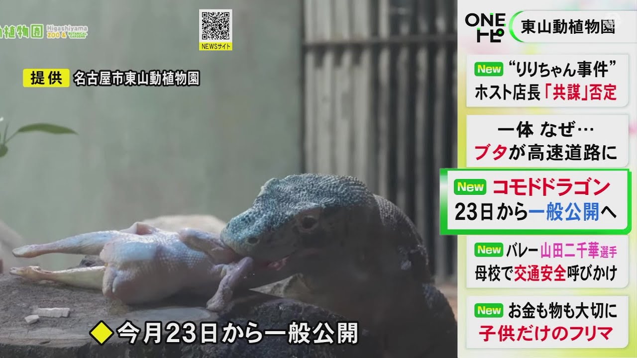 The world's largest lizard, the Komodo dragon, is a carnivore that