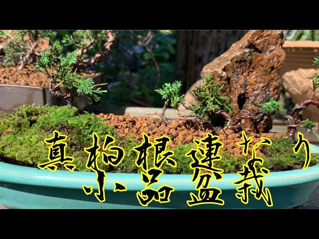 根連なり真柏小品盆栽‼️樹形 挿し木 How to create bonsai Juniper