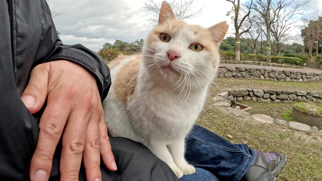 A cat like milk tea asks me to sit on my lap - YouTube