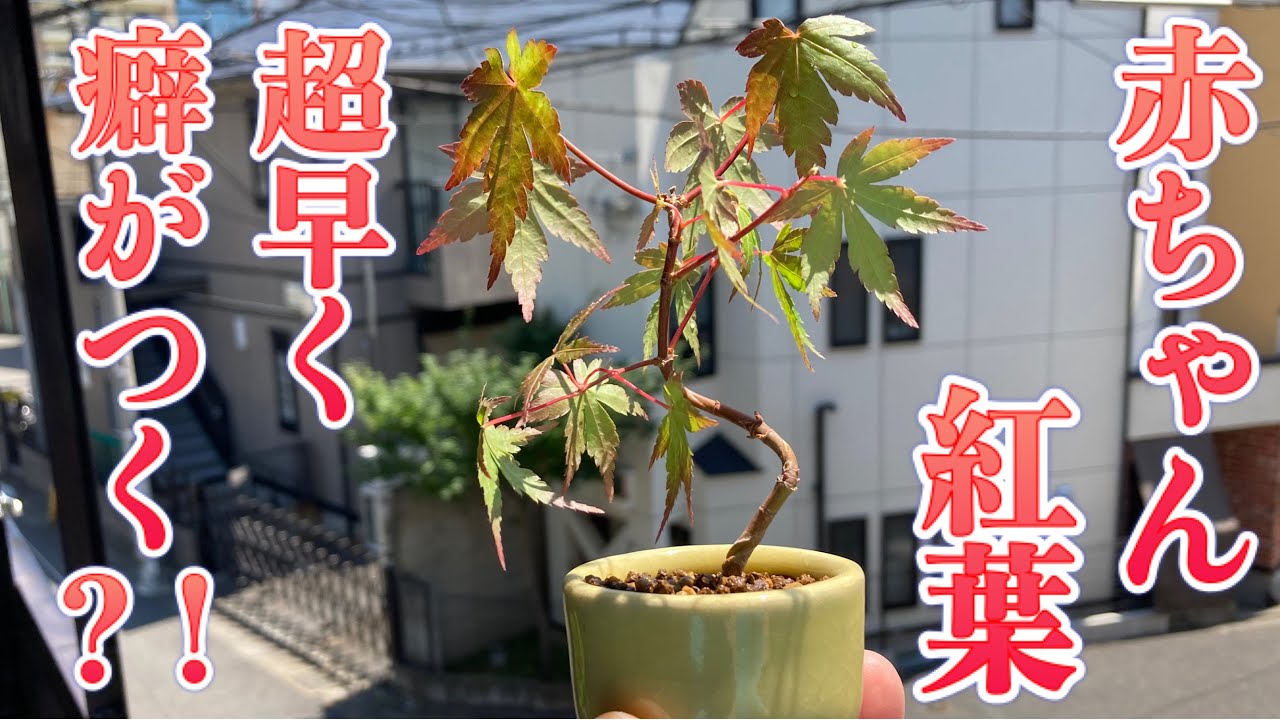 超若木の紅葉はクセがつくのも超早い！紅葉盆栽の針金かけ！ - YouTube