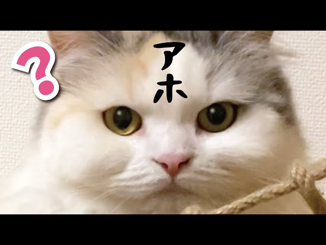 アホ】アホには見えないちゅーるをあげてみた【アホ】 【猫アテレコ