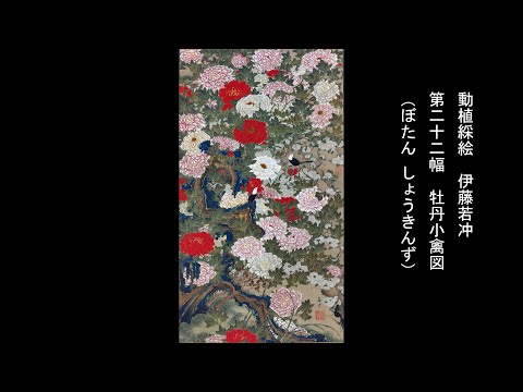 動植綵絵 伊藤若冲 「第二十二幅 牡丹小禽図 （ぼたん しょうきんず