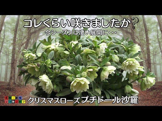 2025今の咲き方で満足ですか？【クリスマスローズ】簡単に育てる方法は