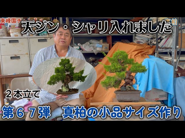 盆栽】第67弾 真柏の小品サイズ作り 【天ジン・シャリ入れました