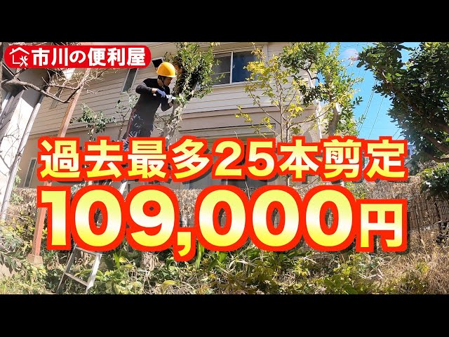 庭木売ります 現物確認後、要相談 五千円から2万 庭木売ります 現物