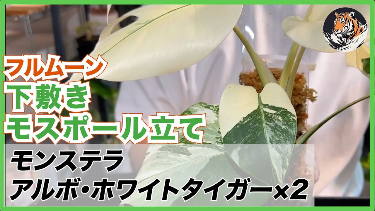 モンステラ】アルボ・ホワイトタイガー×2を植え替え、下敷き自作