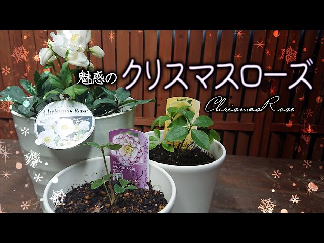 魅惑のクリスマスローズ】今シーズン咲く株＆来シーズンまで咲かない苗