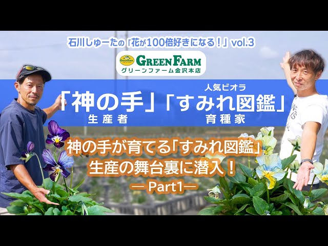 R*U様 すみれ図鑑 ビオラ 青緑 S-1 R*U様 すみれ図鑑 ビオラ 青緑 S-1