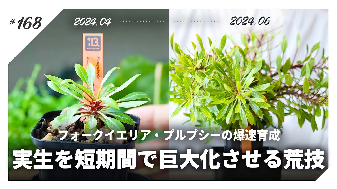塊根植物】実生のフォークイエリア・プルプシーを5ヶ月で巨大化させる
