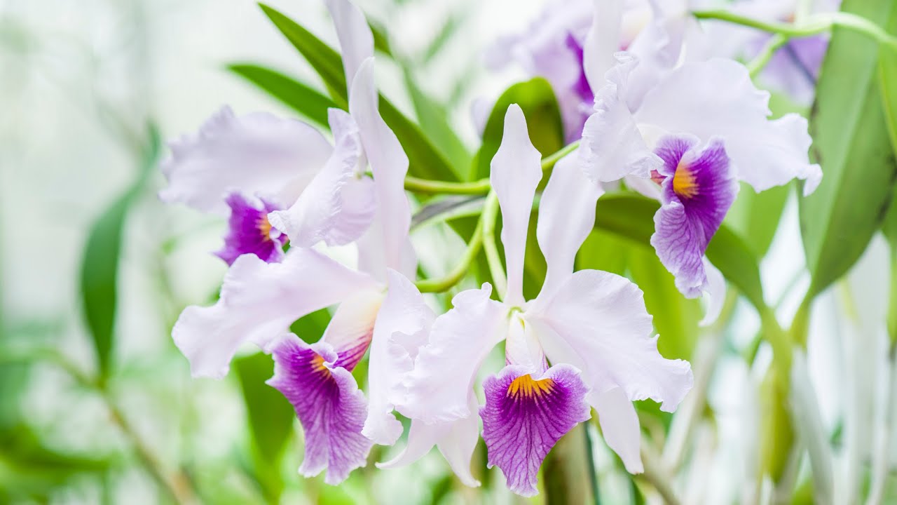 Episode 34 Cattleya canhamiana plus my 10 year hunt for a sweetly
