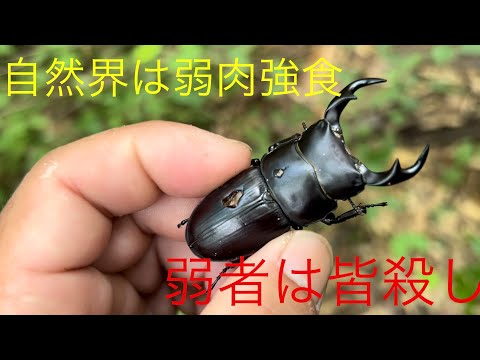 く*ま様 オオクワガタWD 樹液採集個体68㎜ く*ま様 オオクワガタWD