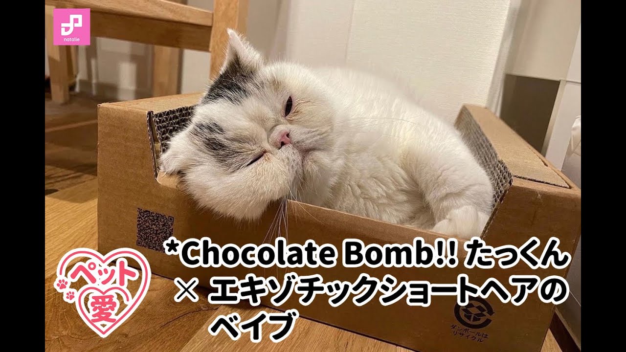 たっくん（*Chocolate Bomb!!）×エキゾチックショートヘアのベイブ