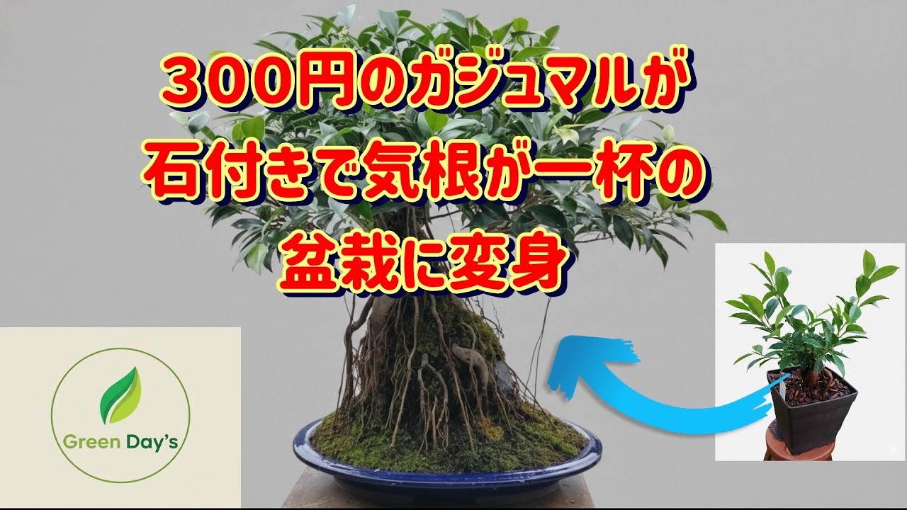 第1回ガジュマル石付き盆栽製作【Green Day's】2025年10月完成 完成