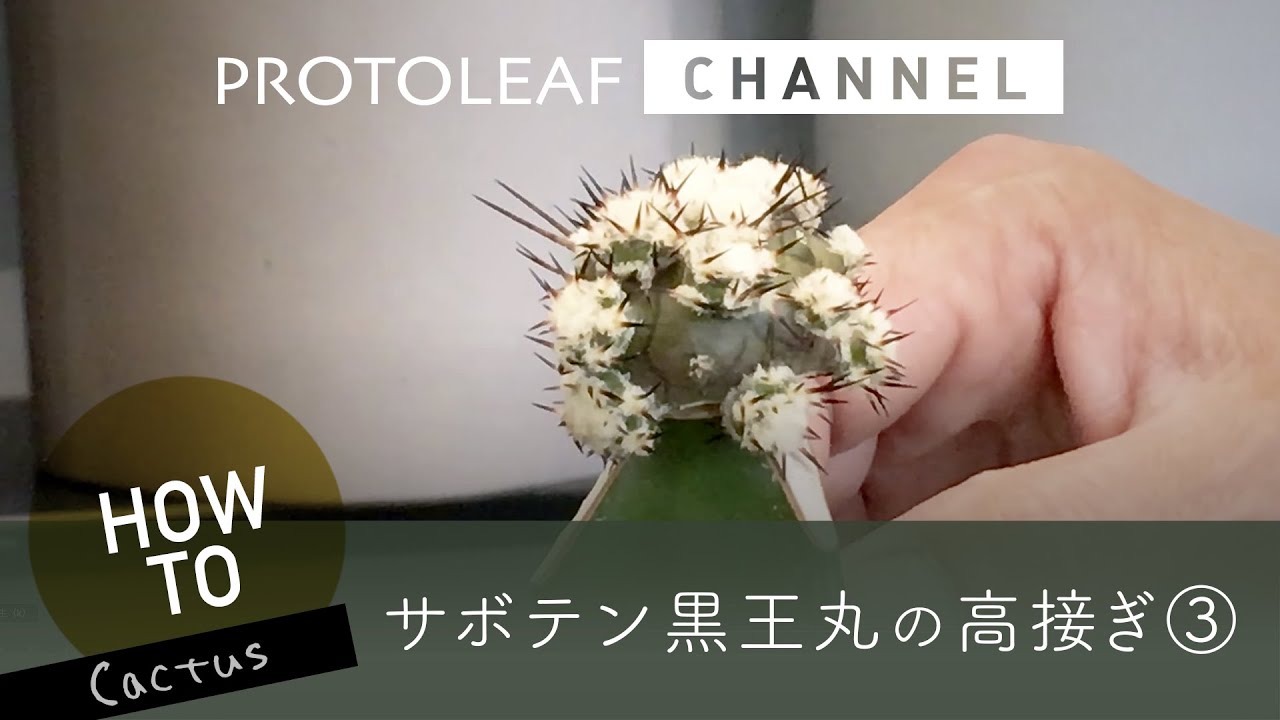 接ぎ木サボテン】黒王丸を背の高い台木へ接ぎ木（黒王丸） ー高接ぎ③