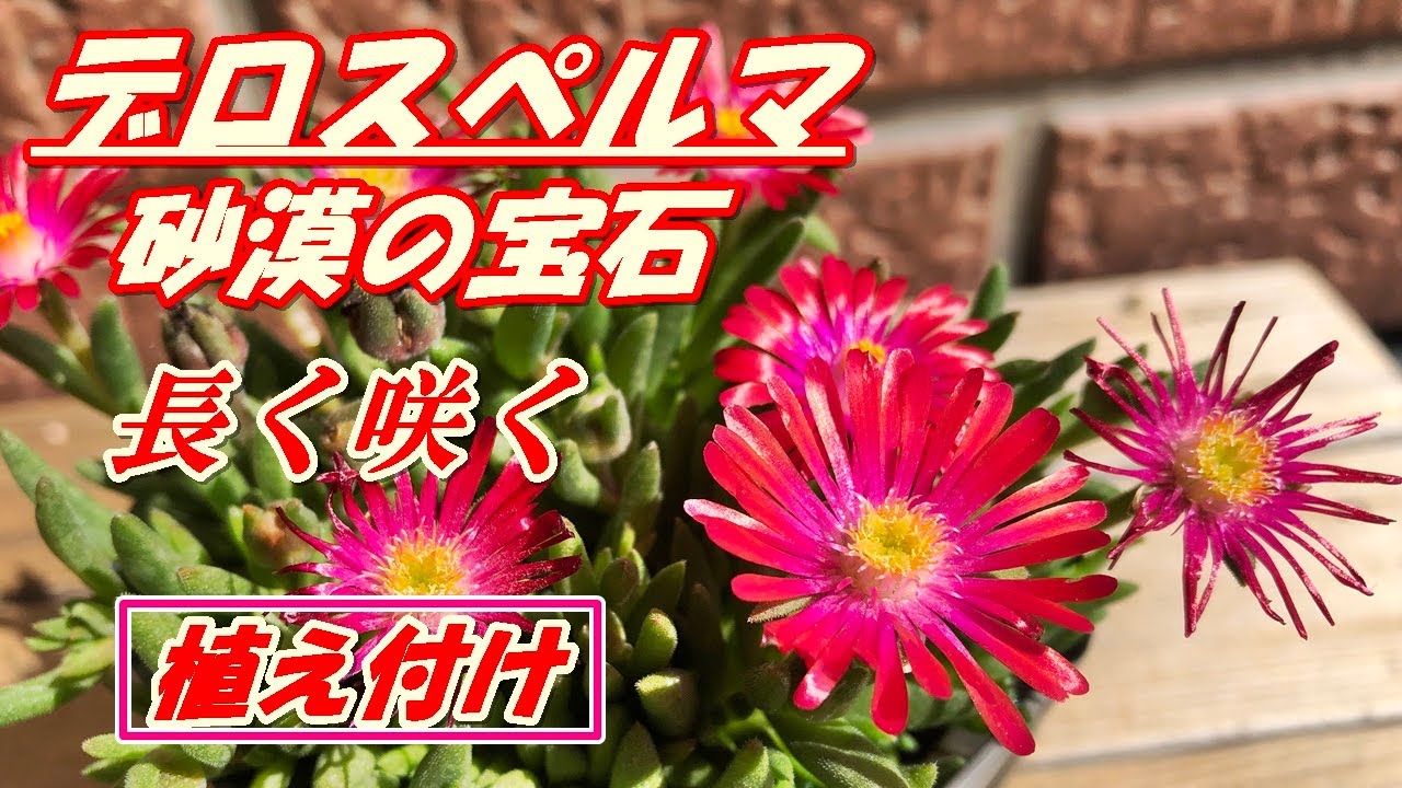 花】デロスペルマ(砂漠の宝石)の育て方・植え付け - YouTube