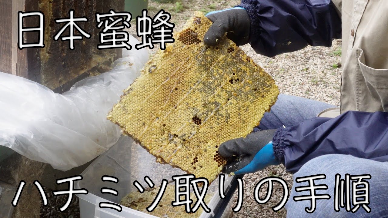 日本蜜蜂の巣箱 02 【公式通販】