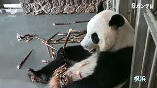 I want to join the bamboo ring] The current status of Wakayama