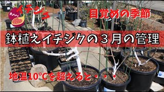 ニッキー品種60種セット！ 本日10時剪定！明日まで！イチジク 穂木