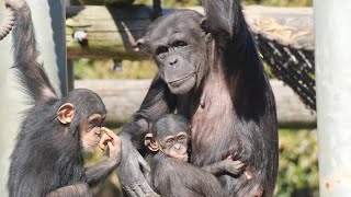 Shijimi, Sakura and Hayate Tama Zoo, Chimpanzees, 202602 - YouTube