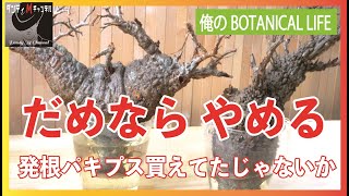 これがダメならやめる！ヤフオクパキプスの発根管理 オペルクリカリア